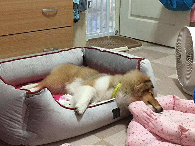 素人評論 - 張麻雀