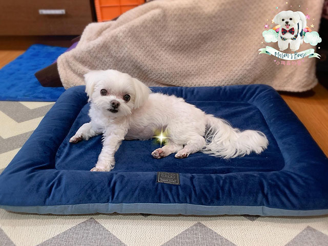 小梅森的窩Mason's House