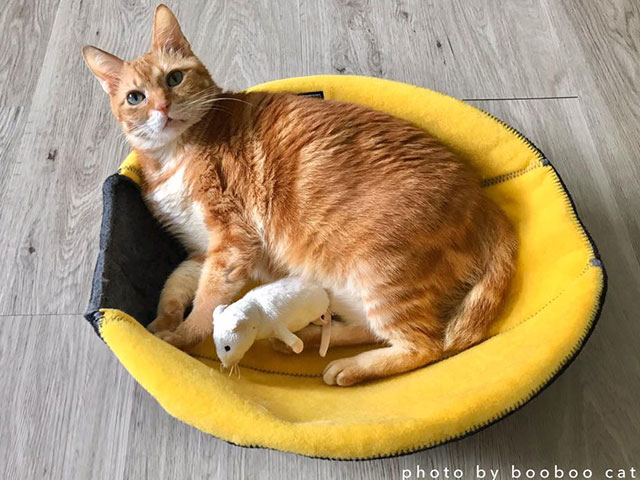 橘貓布布拉姆斯