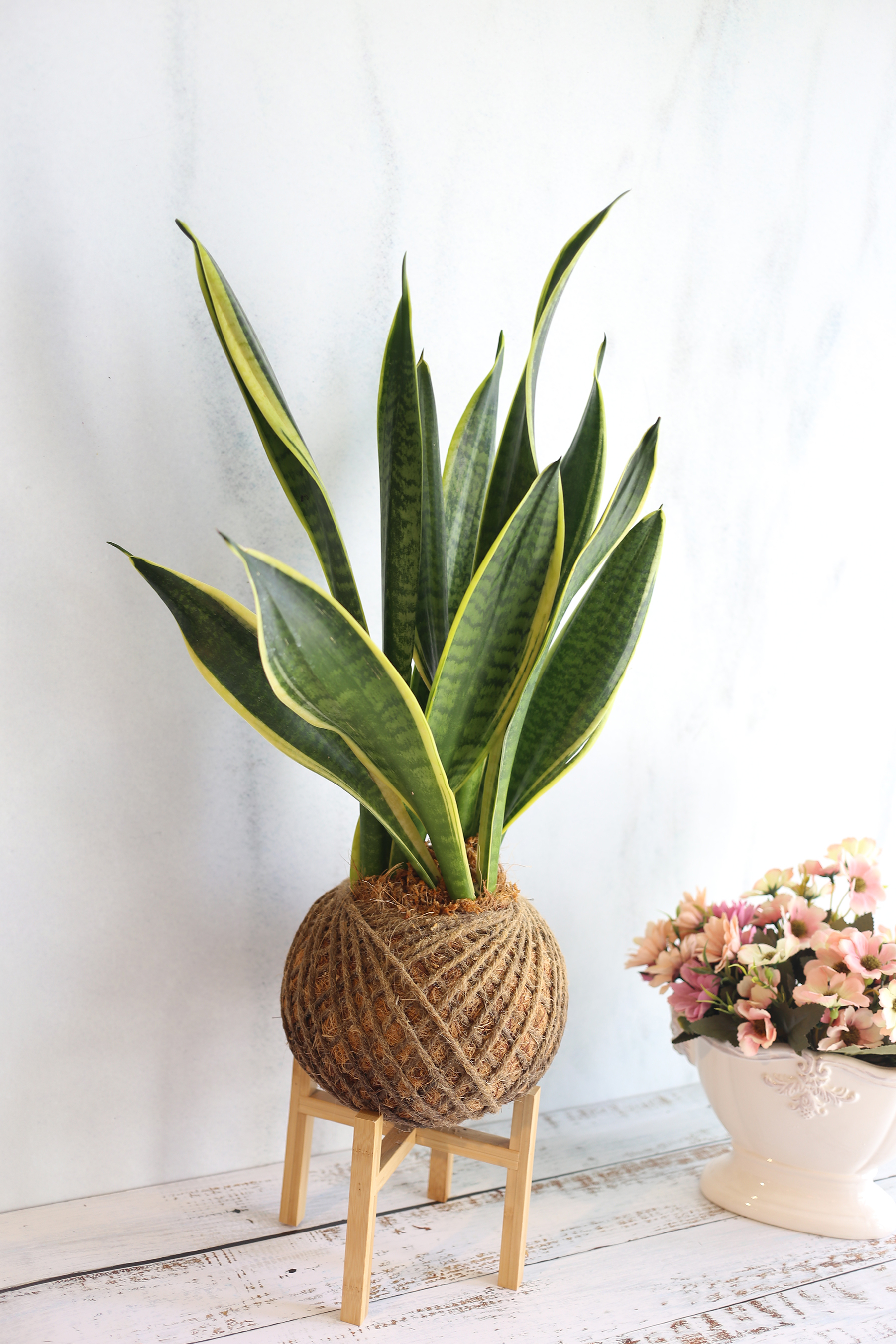 PD50｜虎尾蘭大苔球