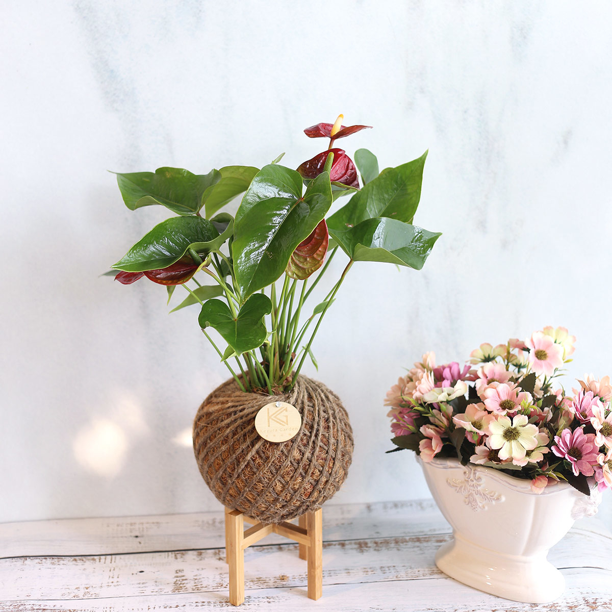 PD51｜火鶴大苔球