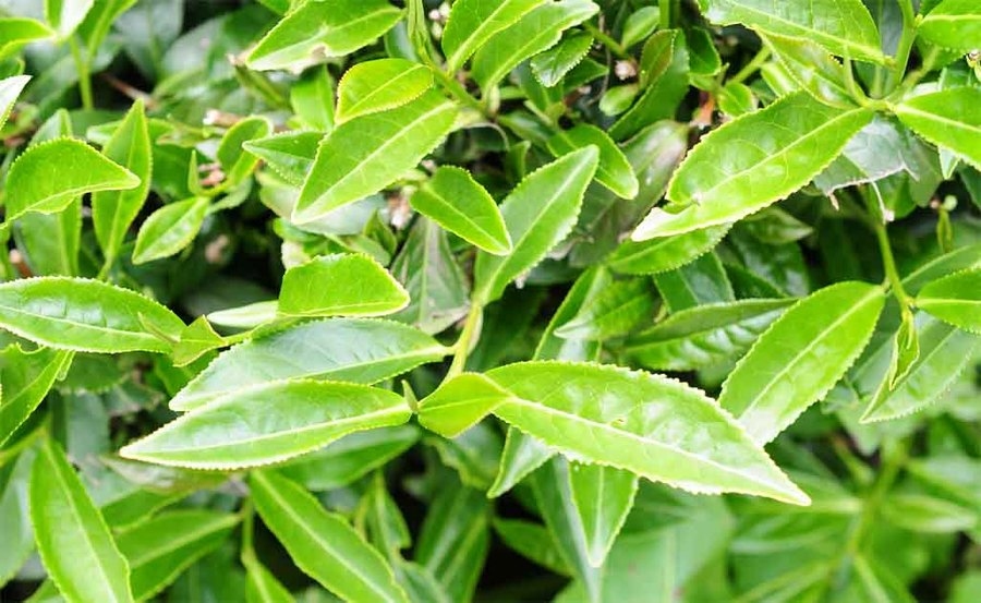 ［j］台湾茶 春烏龍茶60g9種10個,冬茶阿里山四季春烏龍茶75g2個 1ae515ba5fad12751e41bd19573203