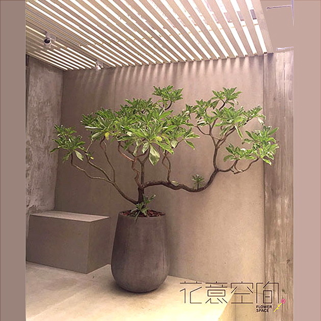 白水木落地植栽