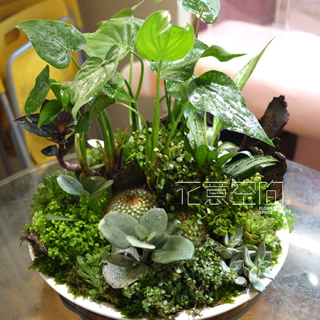 佛手芋組合植栽