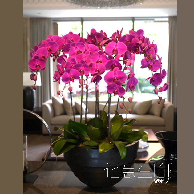 桃紅蝴蝶蘭植栽