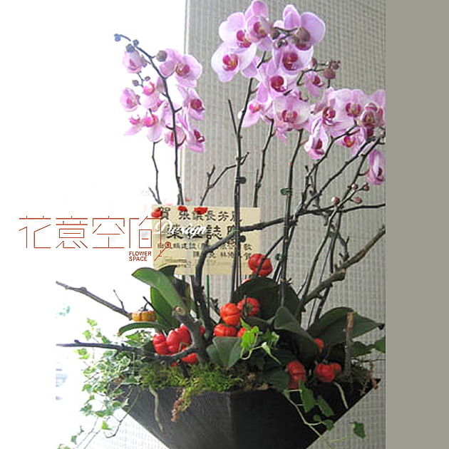 桃粉蝴蝶蘭植栽