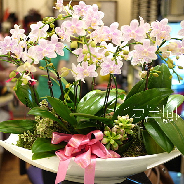 淺粉小蝴蝶蘭植栽