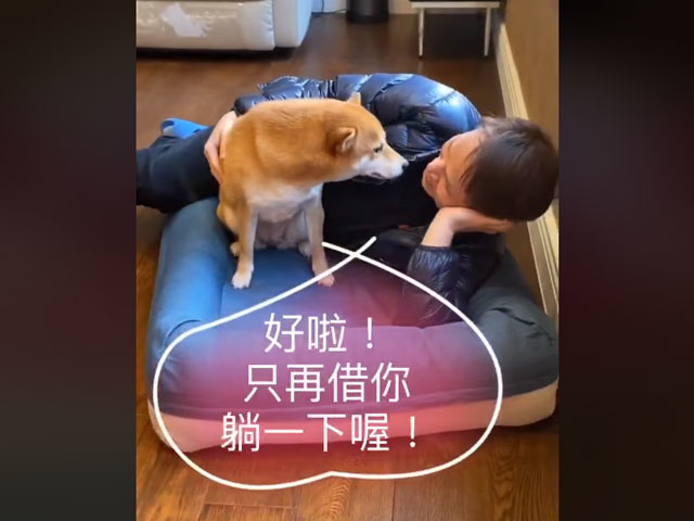 柴犬 我是Happy，她是蜜獎