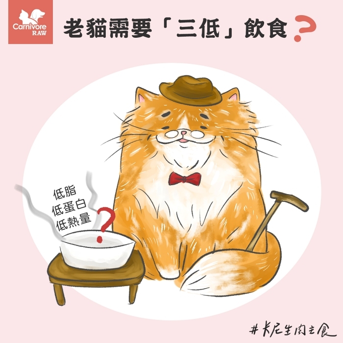 老貓飲食,老貓低蛋白,低脂,老貓照顧