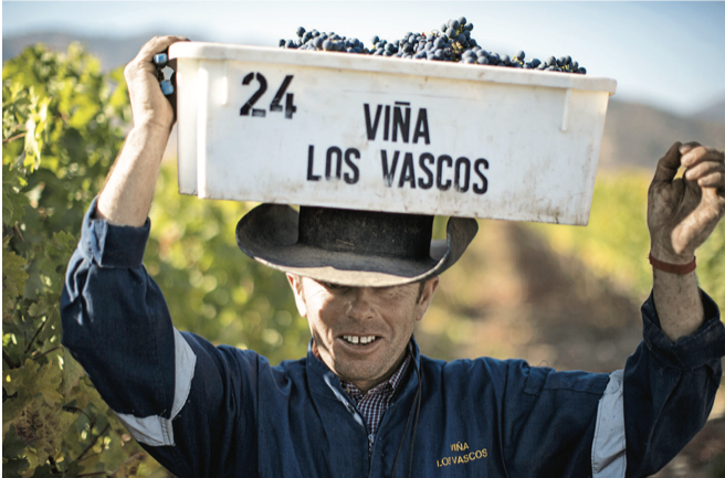 grape harvester delightedly picked grapes in the Los Vascos vineyard (Photos by DBR Lafite)