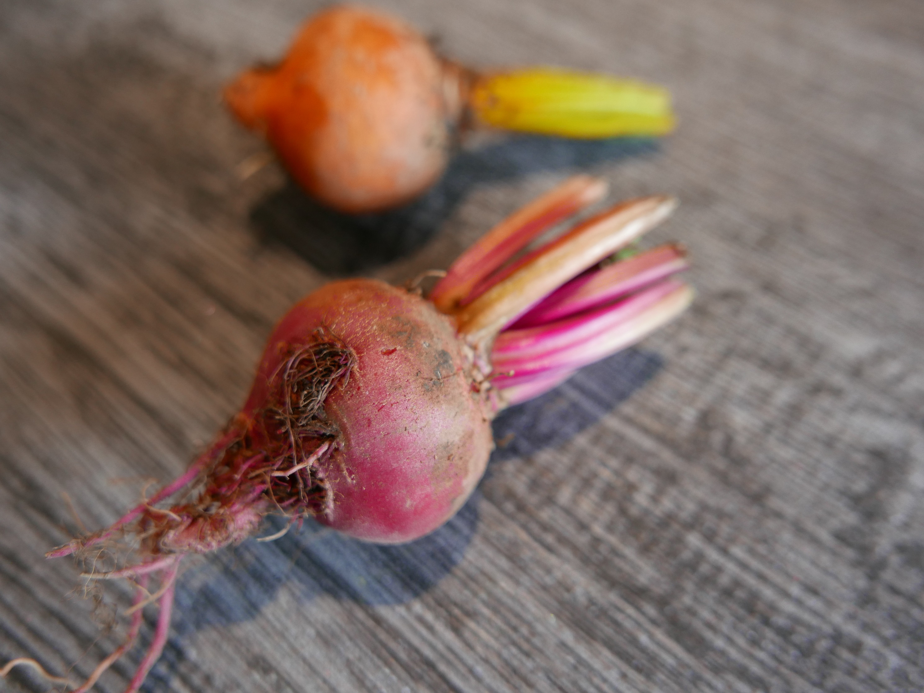 糖果甜菜根 (紅/黃）