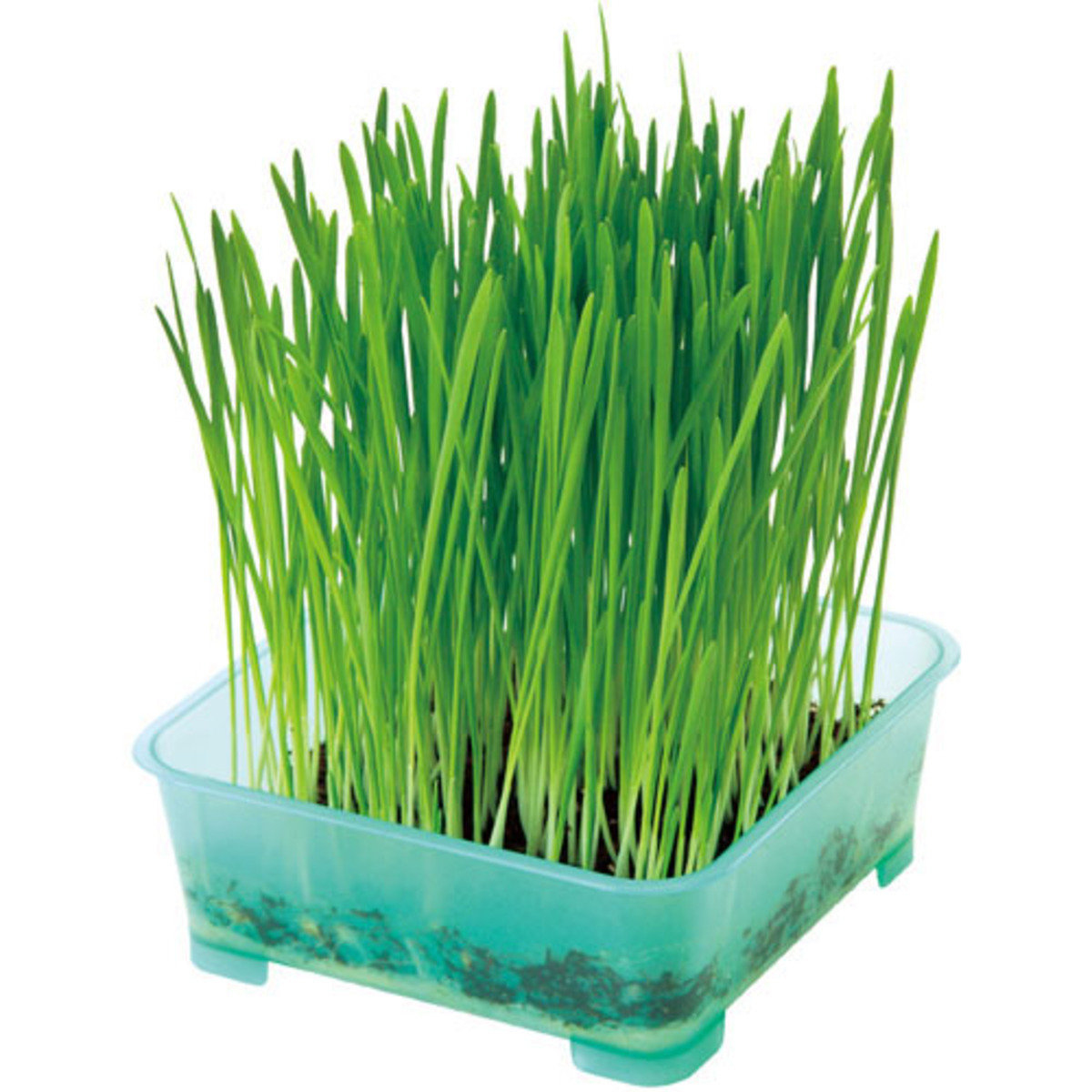 PETIO - 自種貓草方便套裝