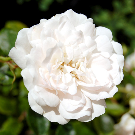 Oshadhi 有機白玫瑰花水