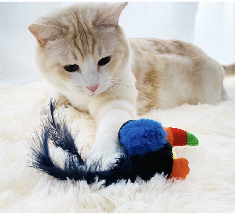 GIGWI - Melody Chaser炫律仿真聲巨嘴鳥