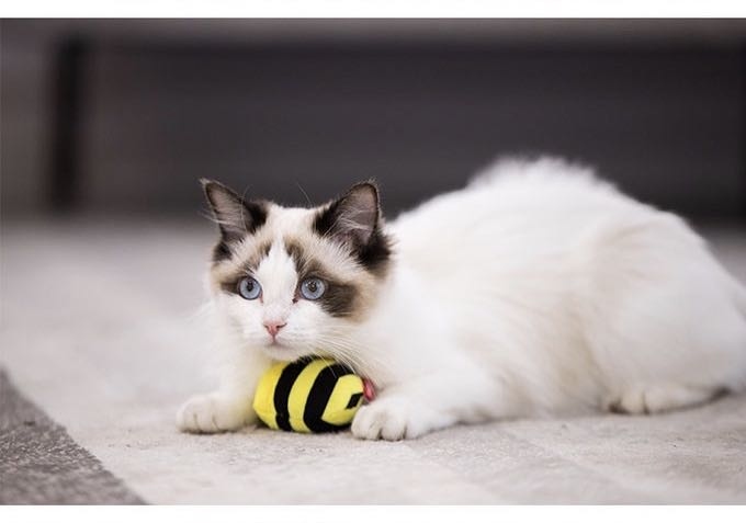 GIGWI - Melody Chaser炫律仿真聲蜜蜂