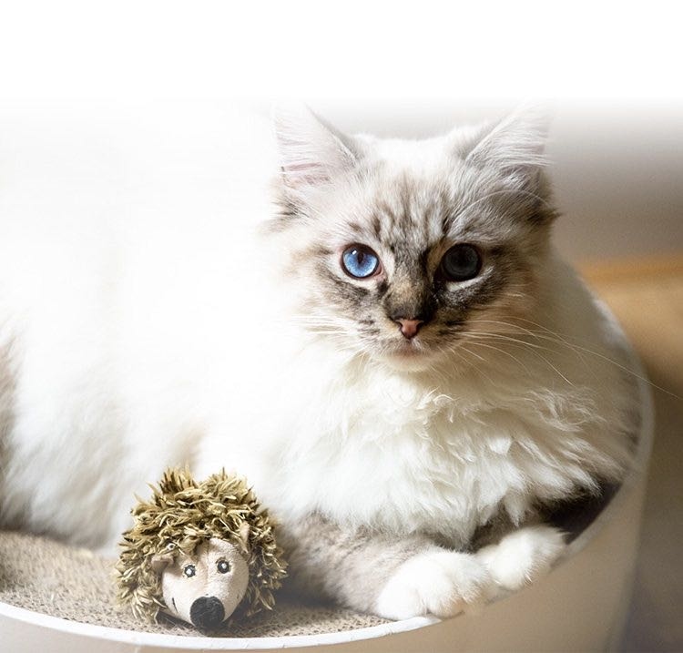 GIGWI - Melody Chaser炫律仿真聲刺蝟