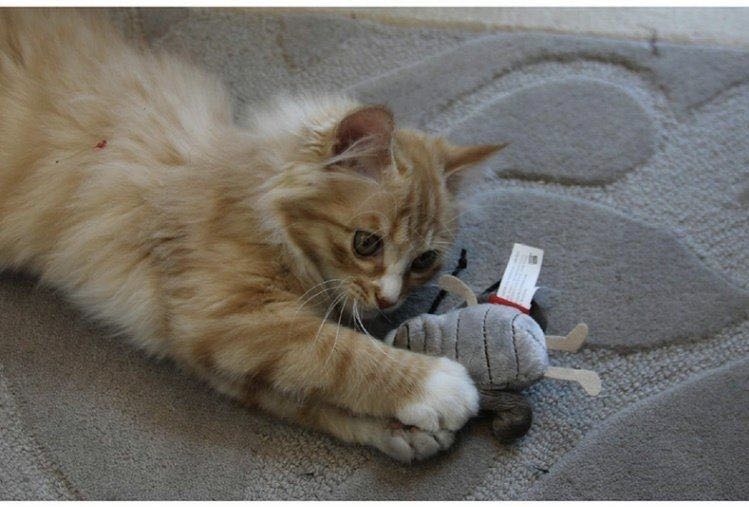 GIGWI - Melody Chaser炫律仿真聲蟋蟀