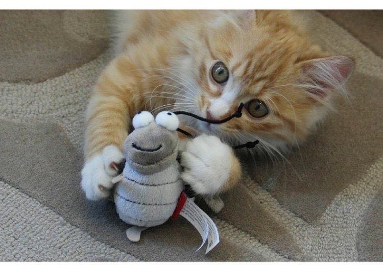 GIGWI - Melody Chaser炫律仿真聲蟋蟀