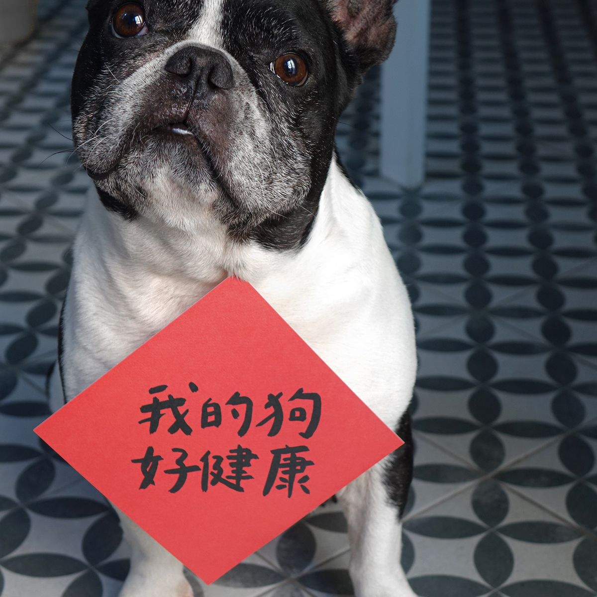 我的狗好健康春聯