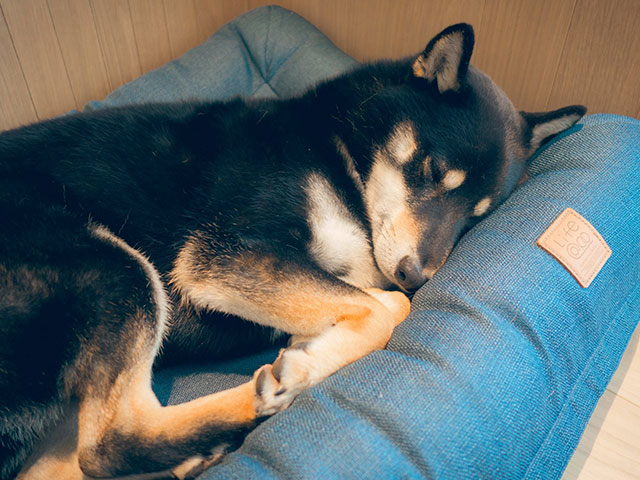 我在地球臥底的日子 - 黑柴Seymo