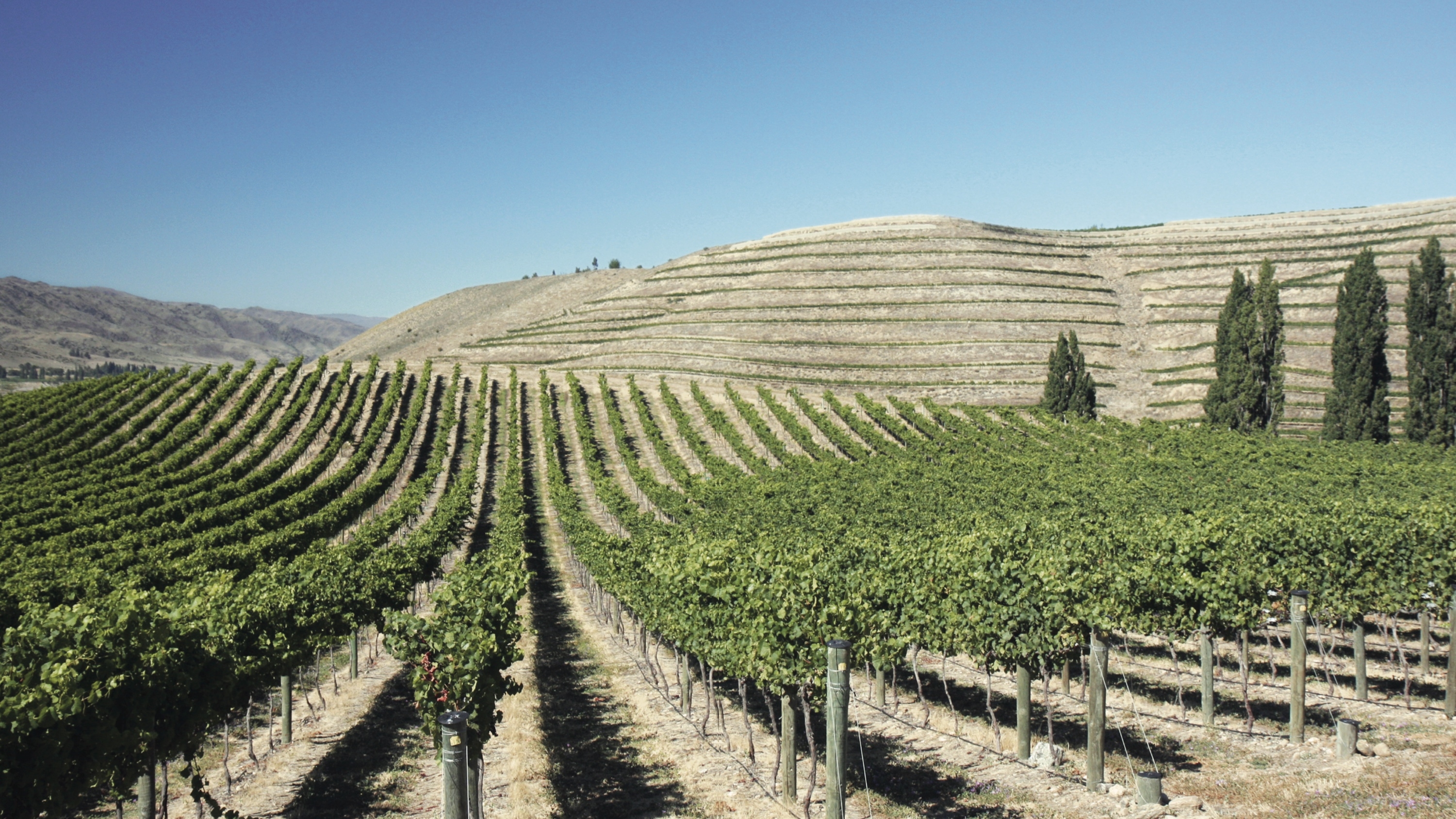 Domaine Thomson’s vineyard in New Zealand, Central Otago