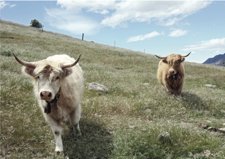 apple-fed cows in New Zealand