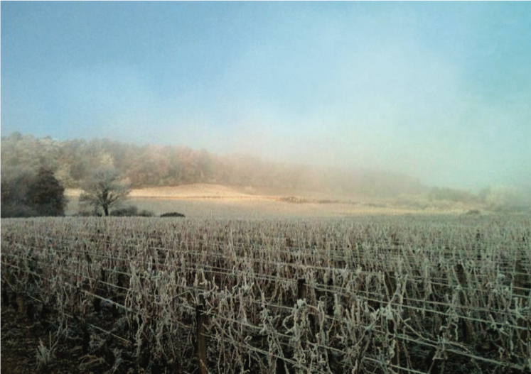 Les Evocelles in Burgundy in the morning