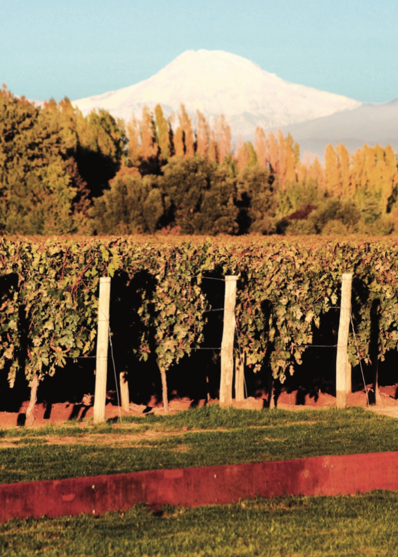 the Malbec vineyards, which are located at 1,100 metres above sea level