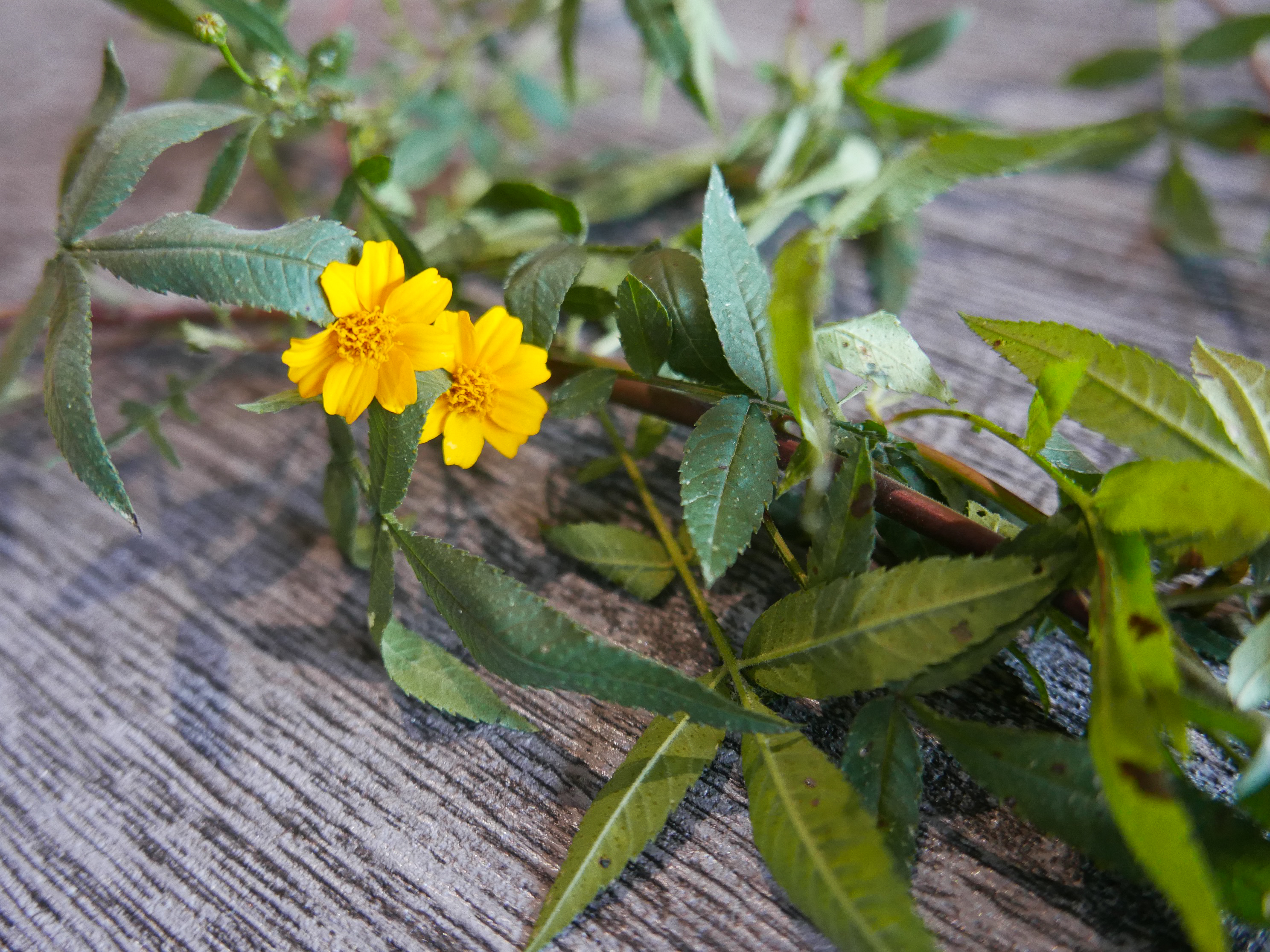 芳香萬壽菊盆栽