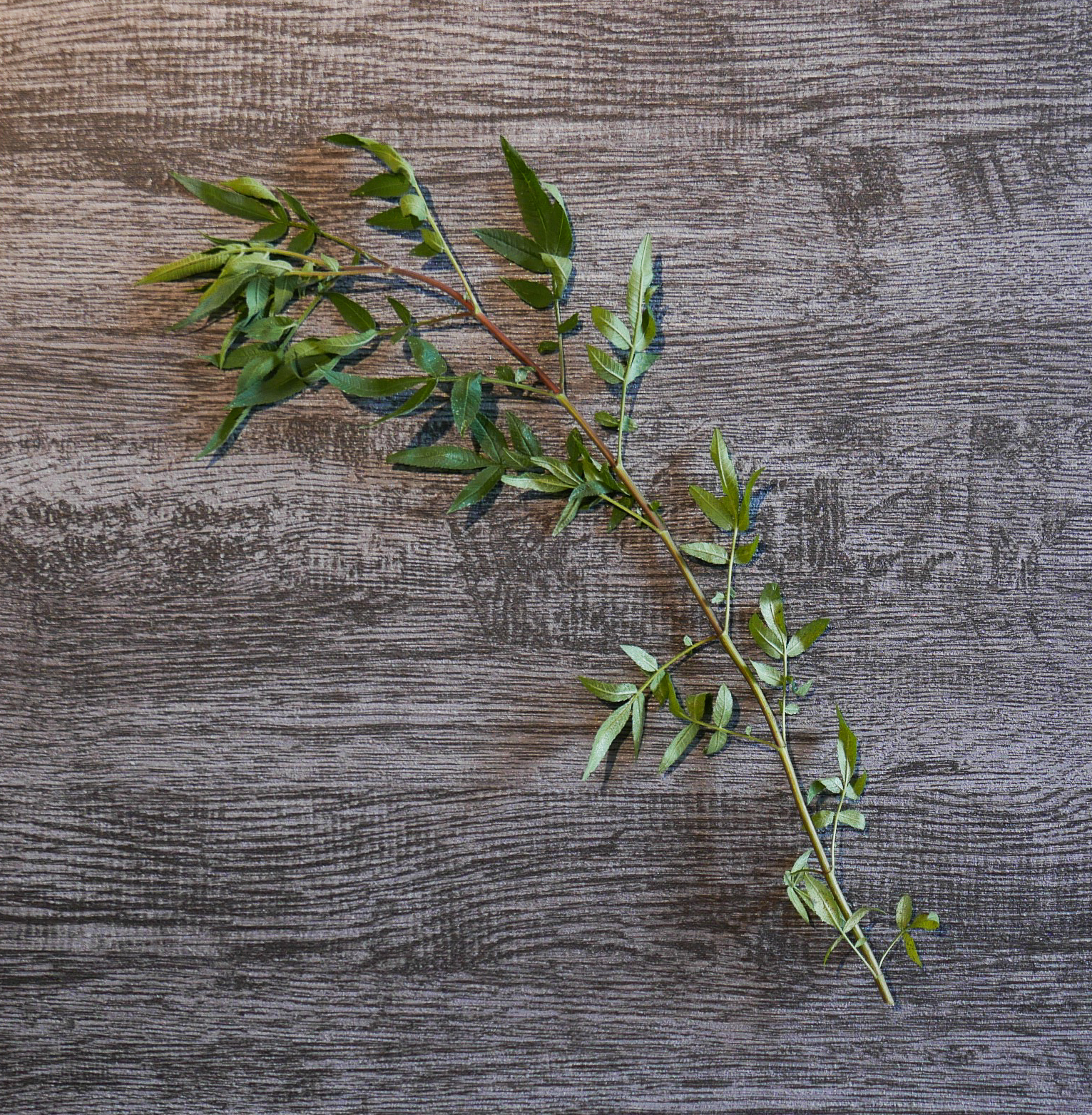 檸檬馬鞭草盆栽