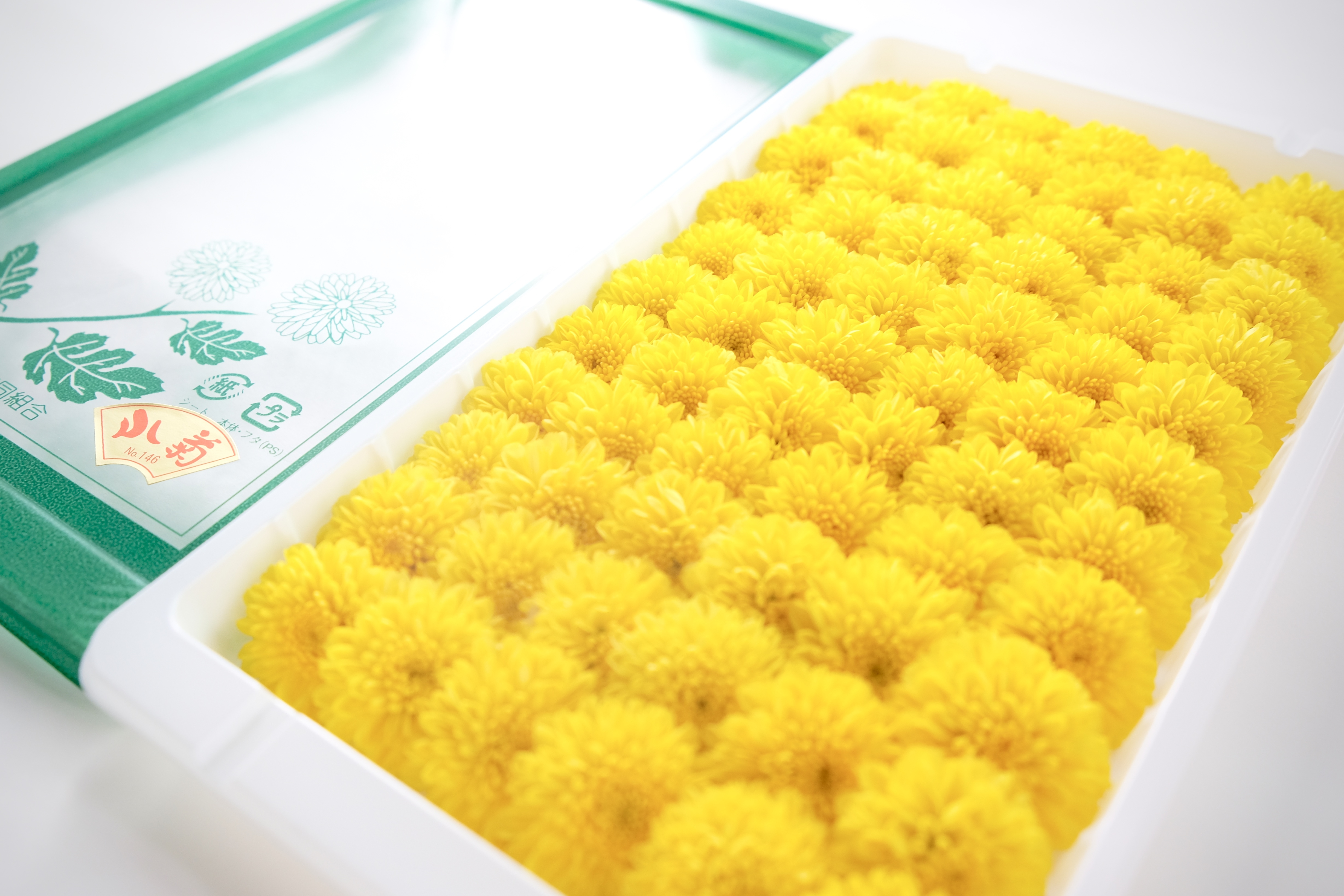 TW Seafood Delivery|Kogiku (Japanese Chrysanthemum) TW Seafood Delivery|Kogiku (Japanese Chrysanthemum)