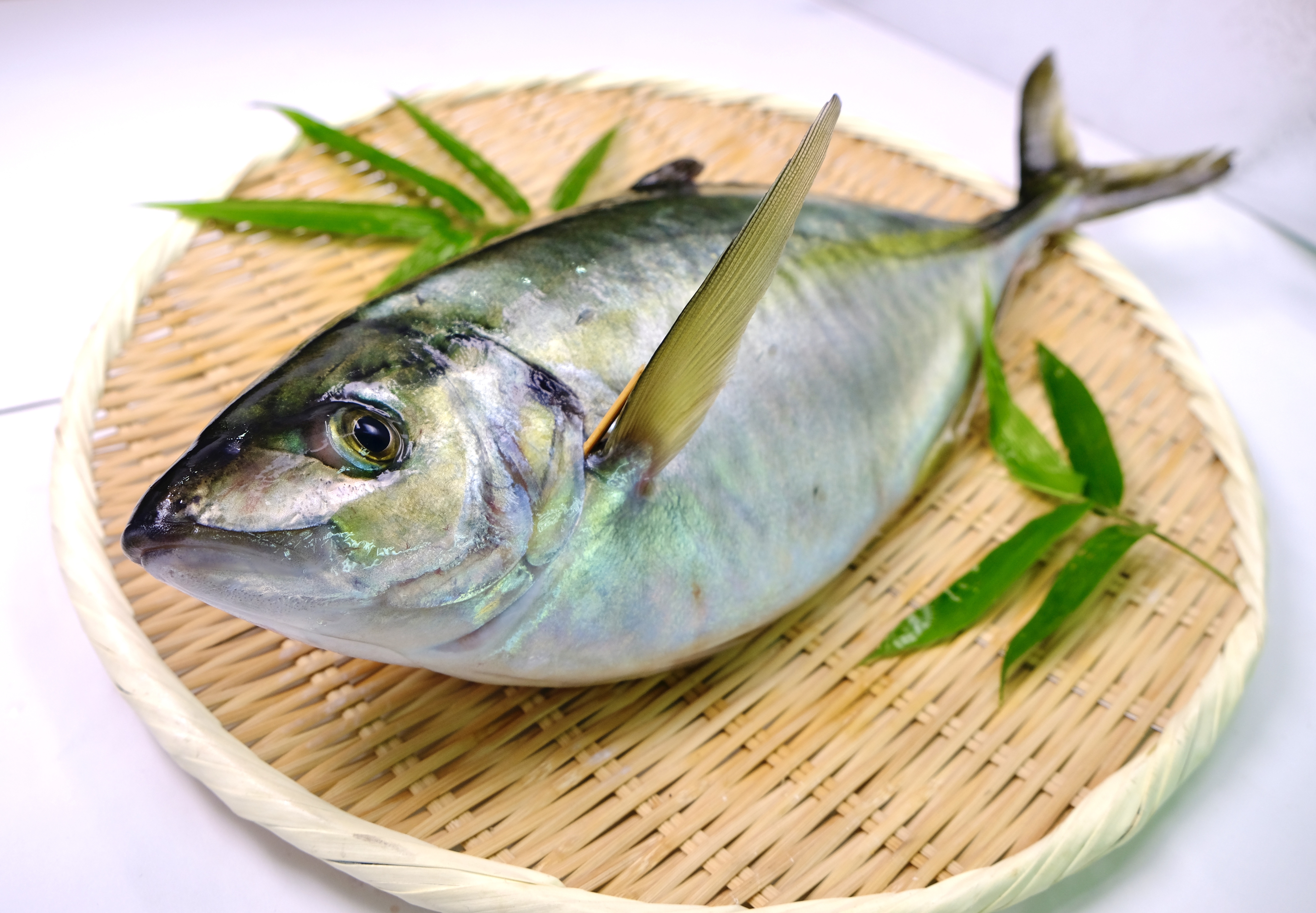 大阪湾太刀魚ジギング ～フックセッティング～ | Megabass-メガバス