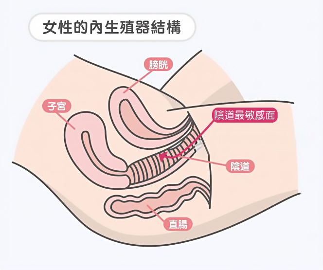 情趣用品 dr情趣 性愛 性高潮 高潮 性冷感 潮吹 女人高潮 g點 電動按摩棒 按摩棒