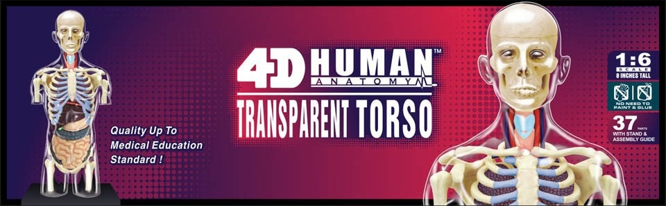 4d,4d master,模型,人體模型,模具,人體解剖,解剖,教具,生物課