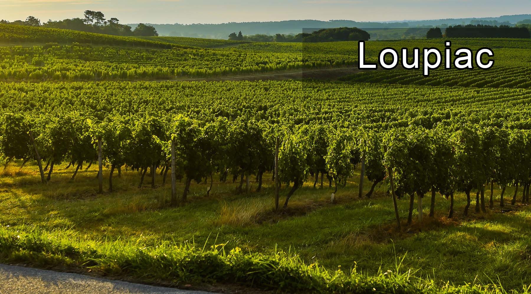 Loupiac, 盧皮亞克, 貴腐酒, Noble Wine