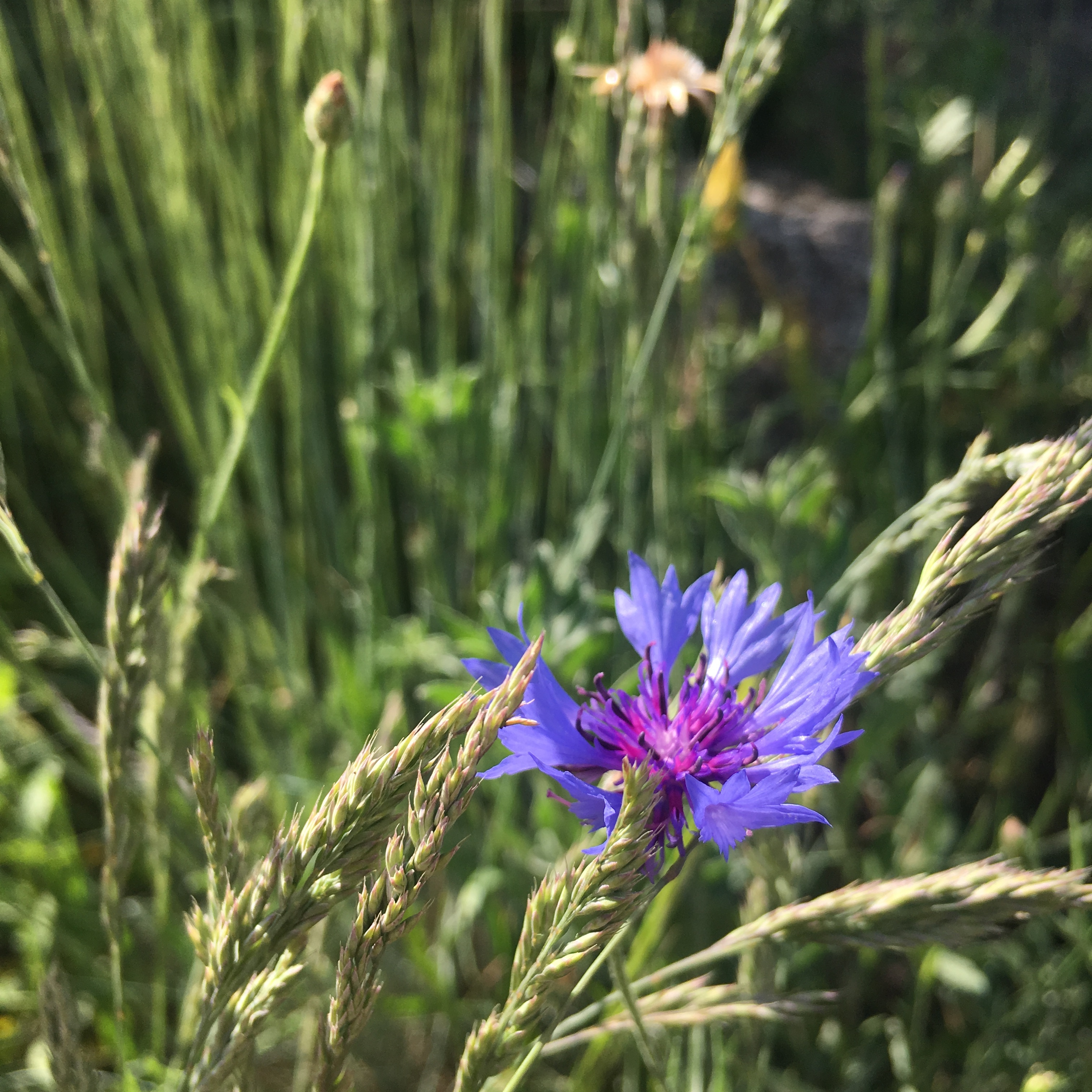 Oshadhi Cornflower organic Hydrolates