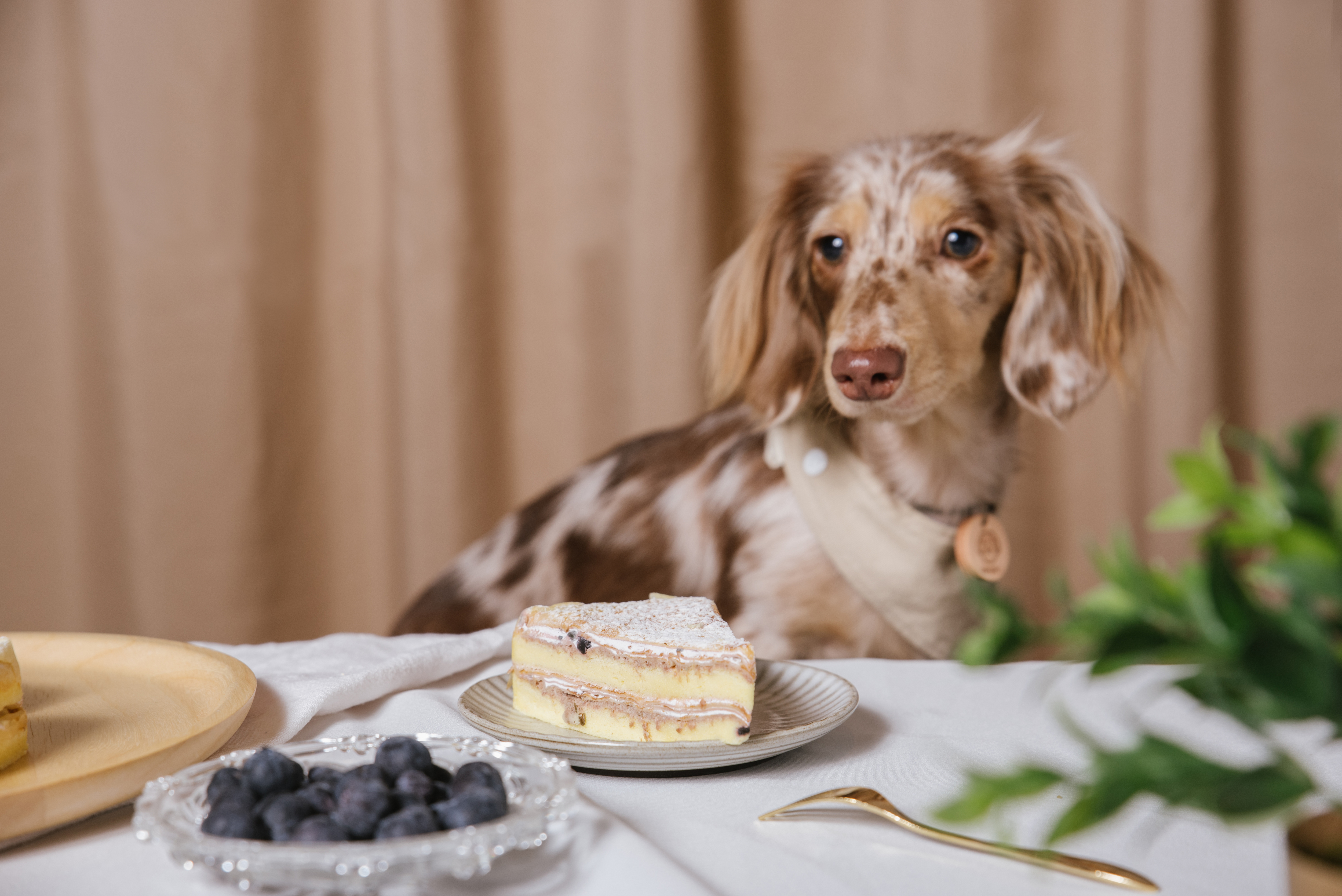 毛孩野餐趣-藍莓雞肉蛋糕