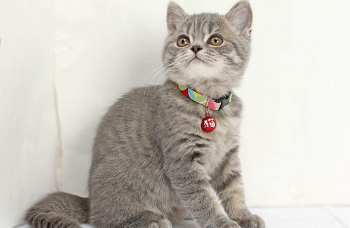 Amoworks  項圈  繽紛貓球