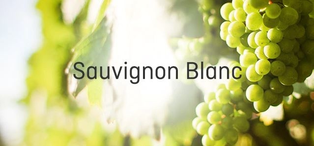 Sauvignon Blanc 長相思