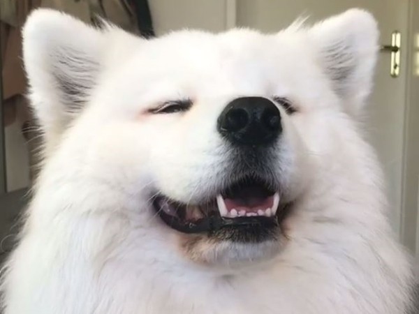 薩摩噎耶椰業 Yeah