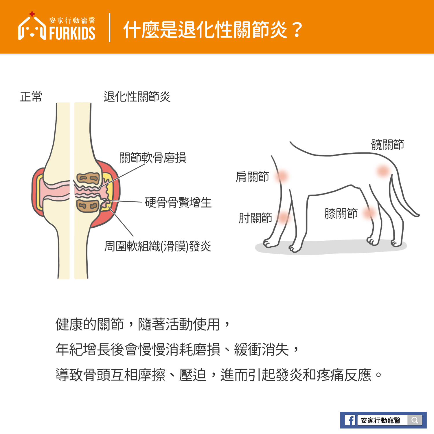 犬貓關節問題比你想像的常見 聽聽獸醫怎麼說