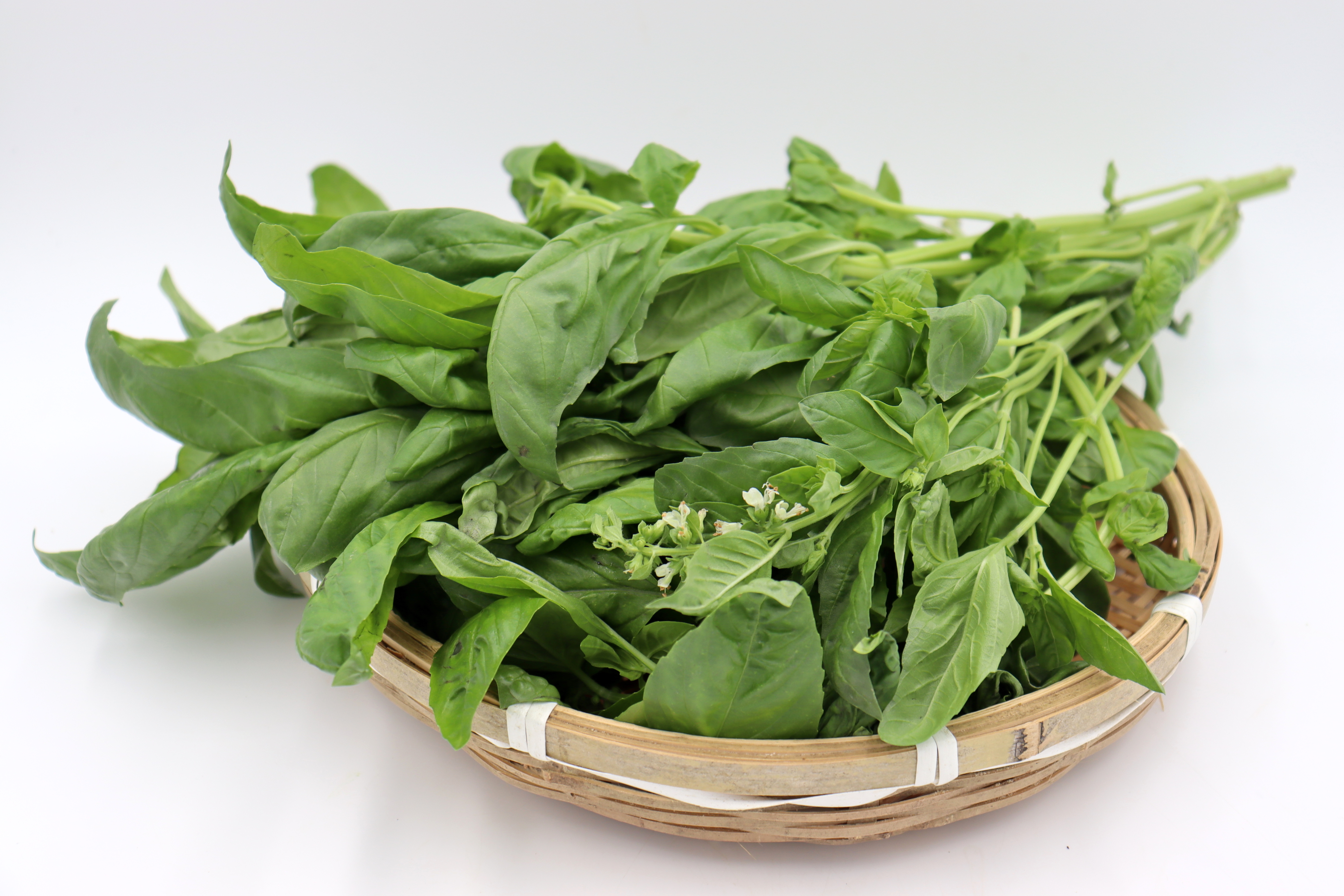 巴西葉/羅勒 （4株）