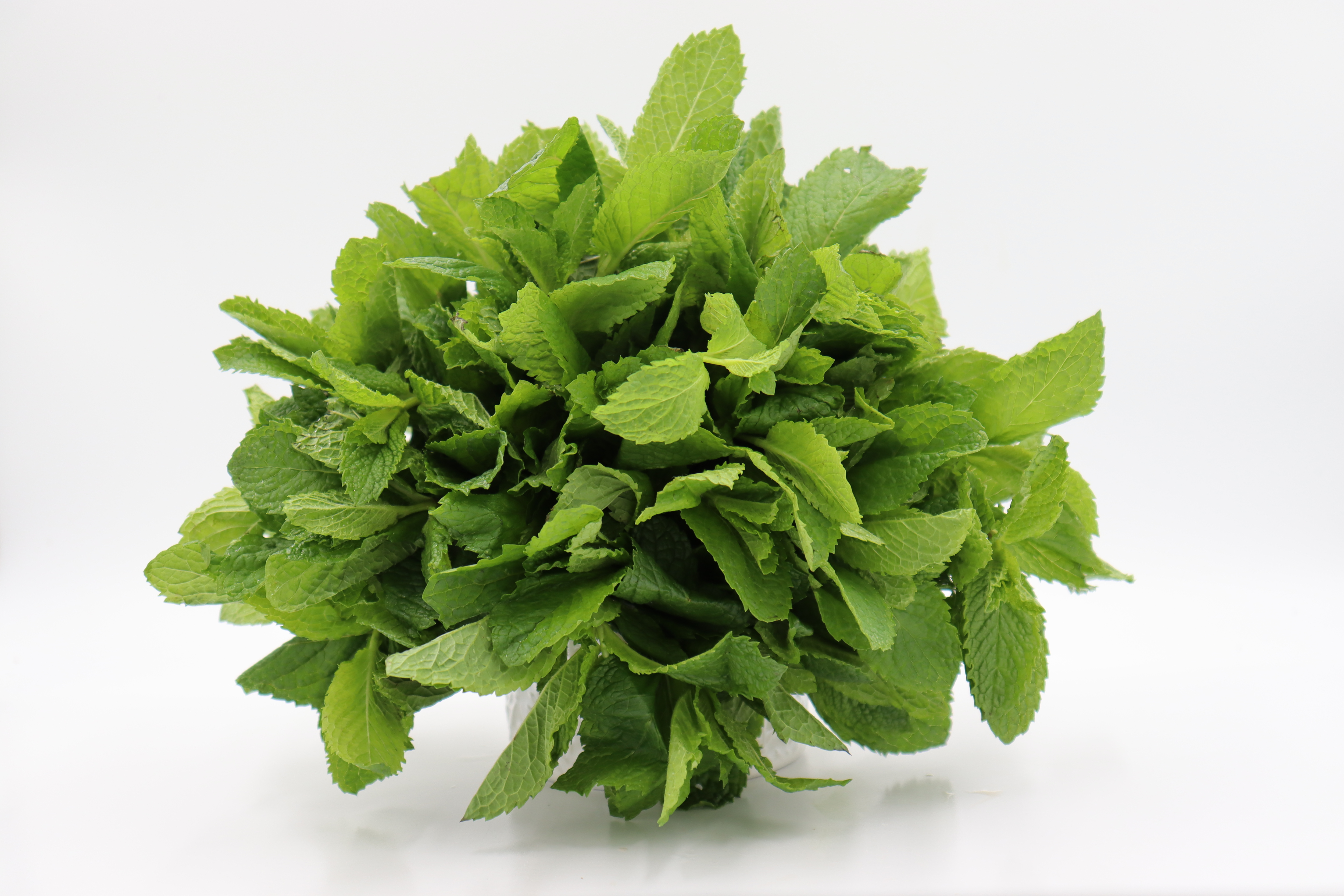 薄荷葉