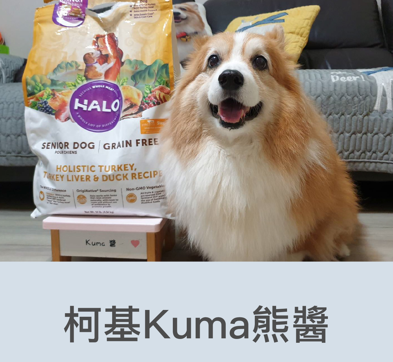 柯基kuma熊醬推薦