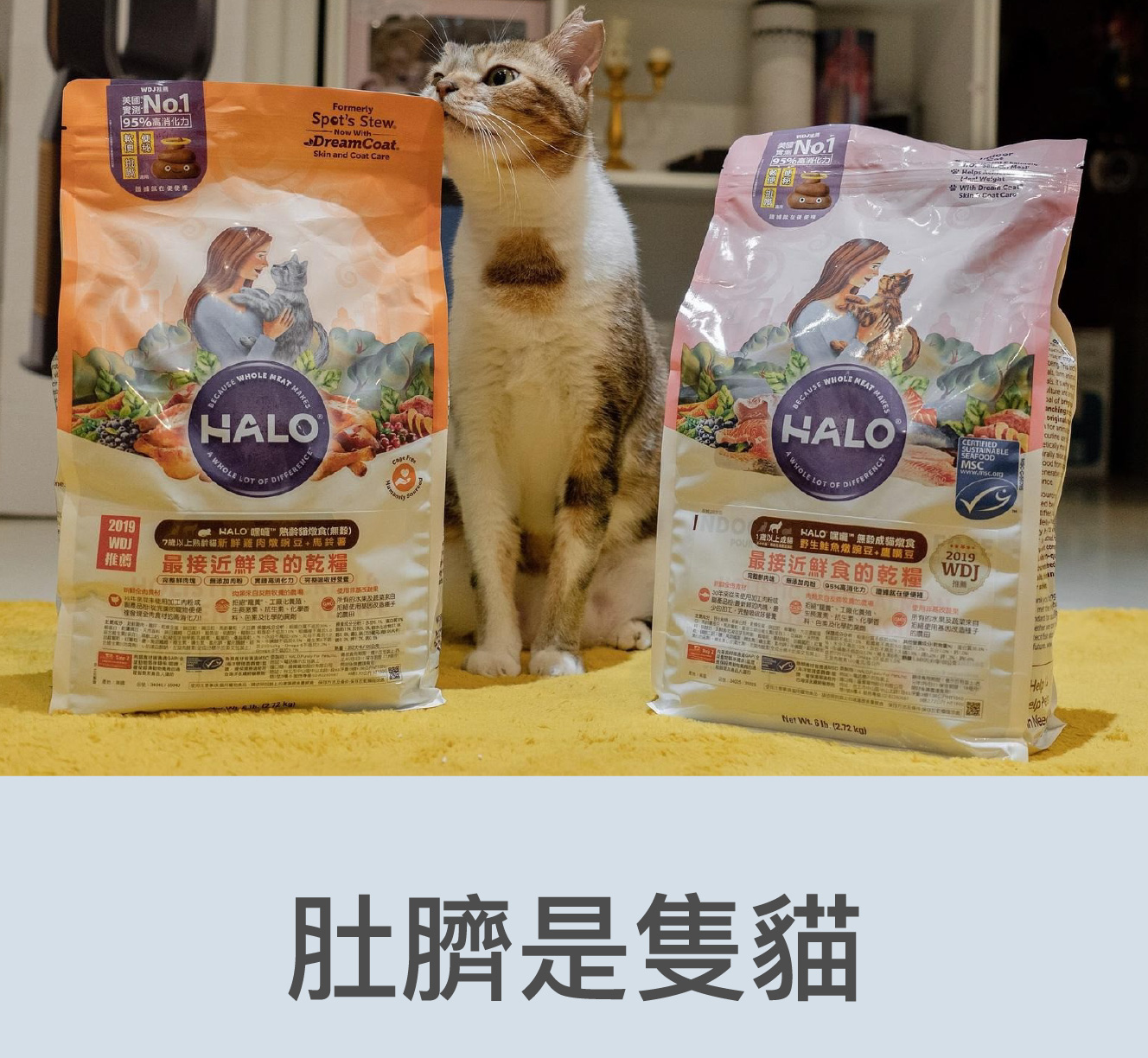 肚臍是隻貓飼料