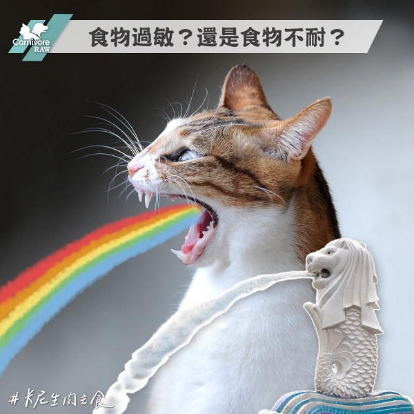 食物過敏,食物不耐,貓嘔吐原因