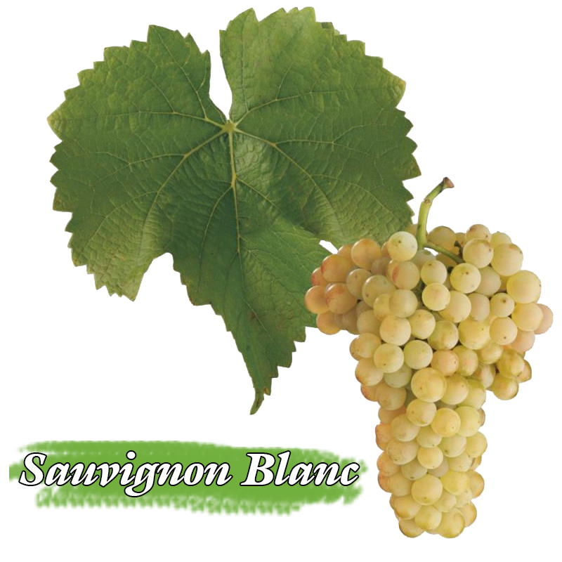 Bordeaux Blanc, 波爾多白酒, Sauvignon blanc ,長相思
