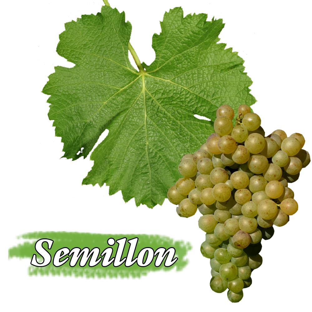 Bordeaux Blanc, 波爾多白酒,Semillon , 賽美蓉)