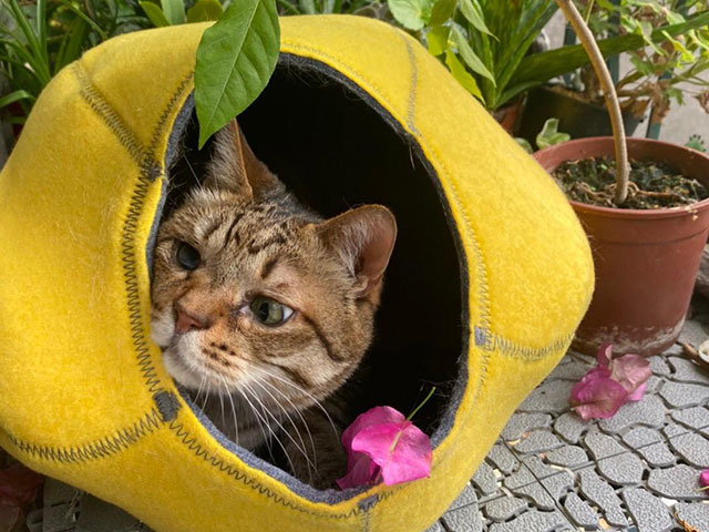 Bonbon 蹦蹦：汪喵?