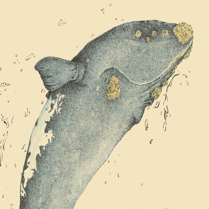 印物所〈Whale 鯨魚──Southern right whale 南露脊鯨〉限量版畫